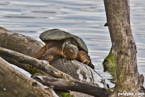 Snapping Turtle