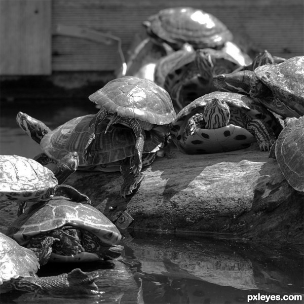 Turtle grapes