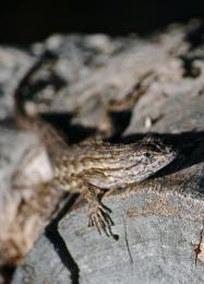 Coast Range Fence Lizard