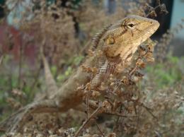 Indian chameleon