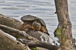 SnappingTurtle