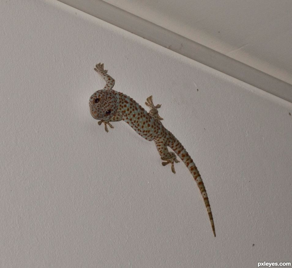 Gecko