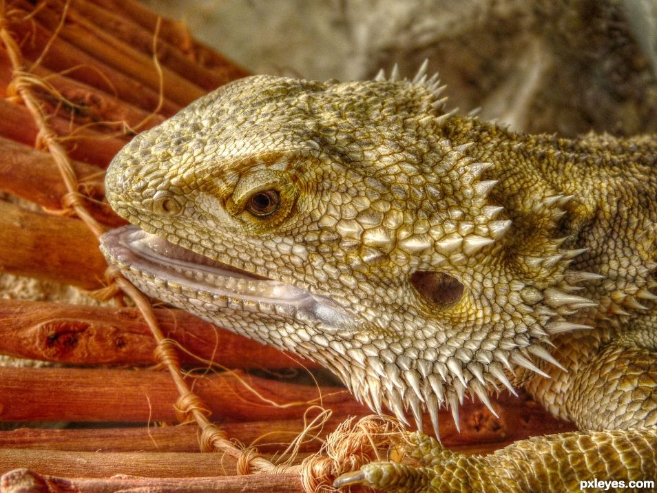 Central bearded dragon