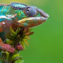 reptiles 4 photography contest