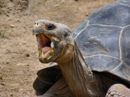 The singing tortoise