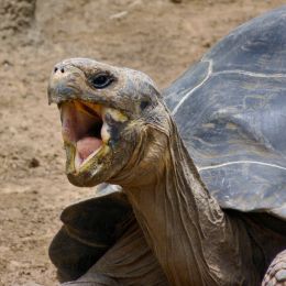 Thesingingtortoise