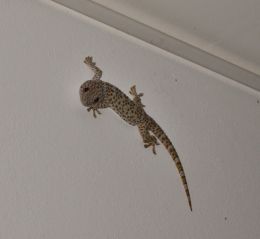 Gecko