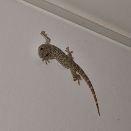 Gecko