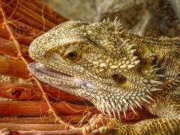 Central bearded dragon