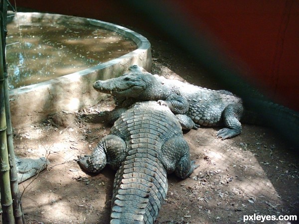 3 crocs..