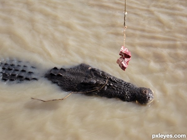 Fishing for Crocs