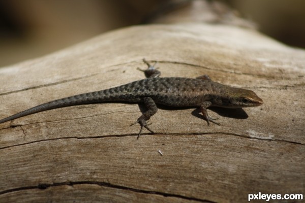 Common Garden Skink Picture By Fallinghorse For Reptiles