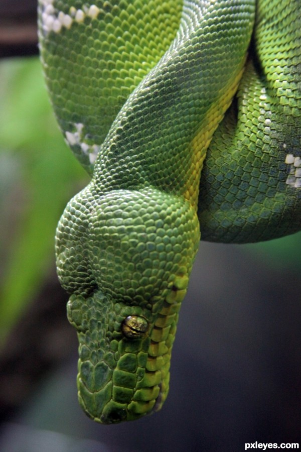 Tree Viper