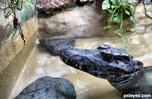 Dwarf caiman