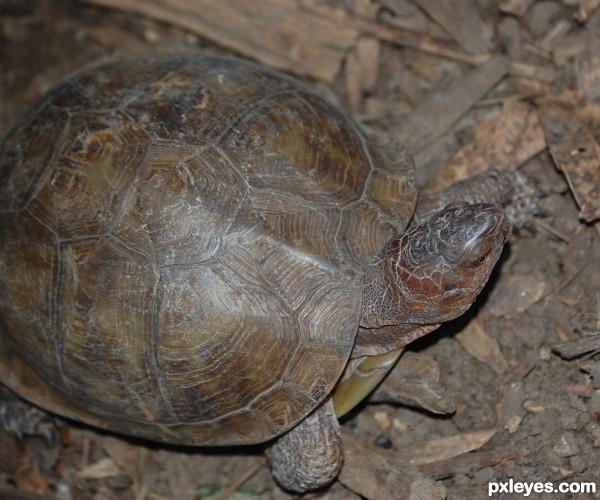 Ornate Box Turtle