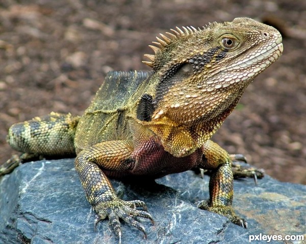 Eastern water dragon