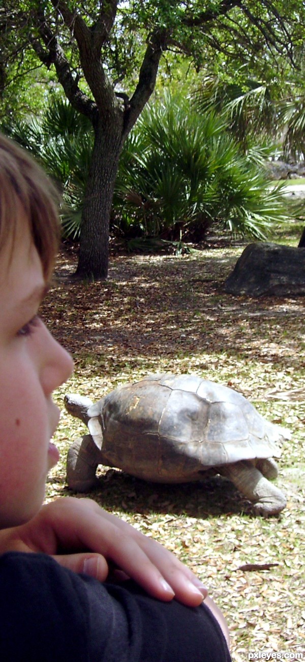 Turtle Entering Nose