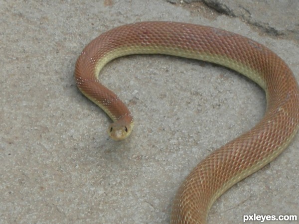 Banded racer