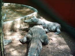 3 crocs..