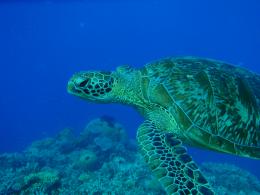 SeaTurtle