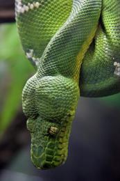 Tree Viper