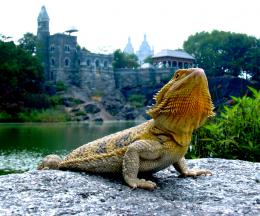 CentralPark