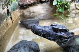 Dwarf caiman