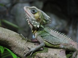 chilling out on a branch