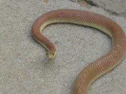 Banded racer