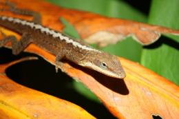 Leafy Lizard Picture