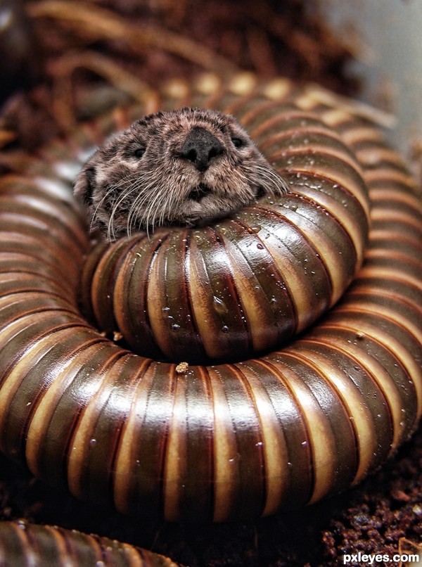 Millipedes  Suck