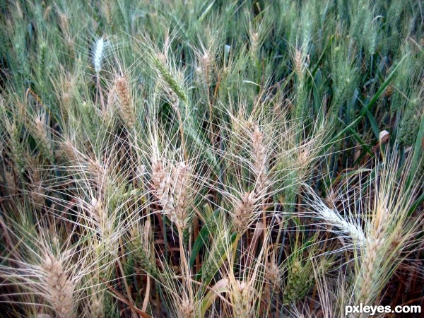 Farmers bag best crop reward.