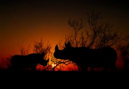 Rhino sunset