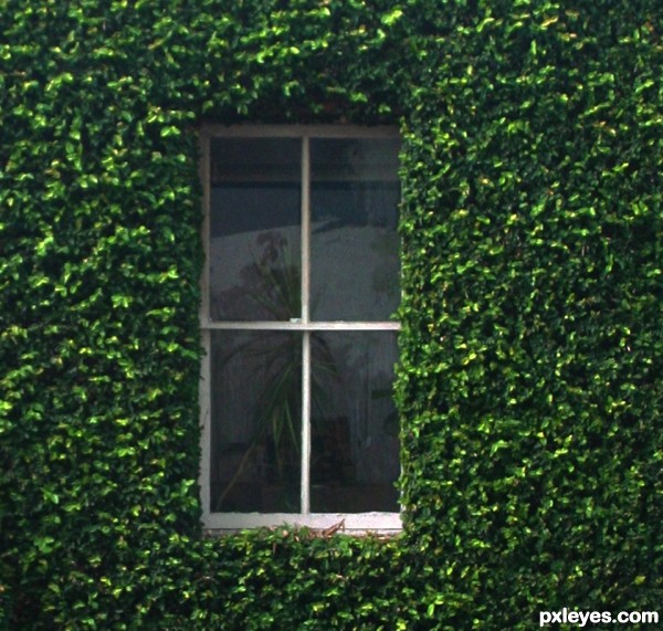 Window in the Vines