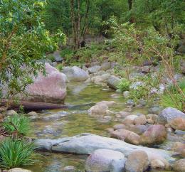 DaintreeRainforest