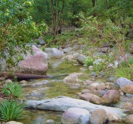 Daintree Rainforest