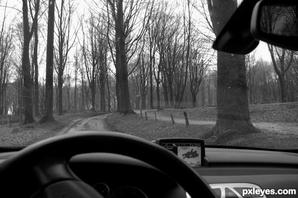 Forest driving