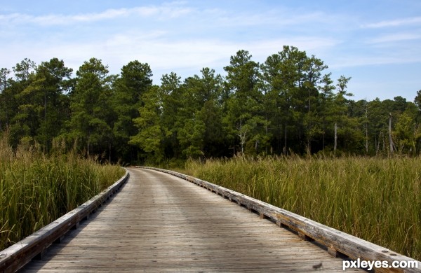 Road thru Marsh