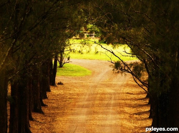 Tree Lined