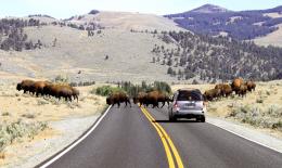 BuffaloRoad