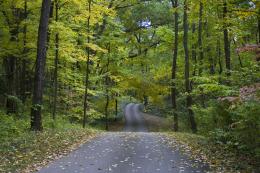 Early Autumn road