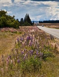 Lupins