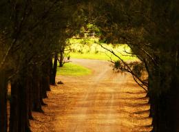 Tree Lined