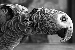 Stirk Polly