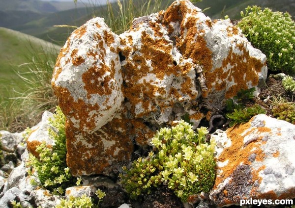 Rocks and moss