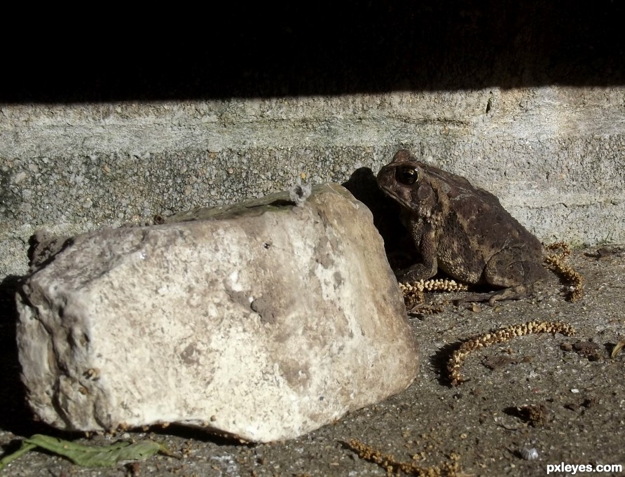 Hiding behind a rock