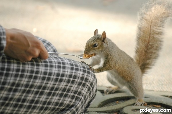 Friendly rodent photoshop picture)