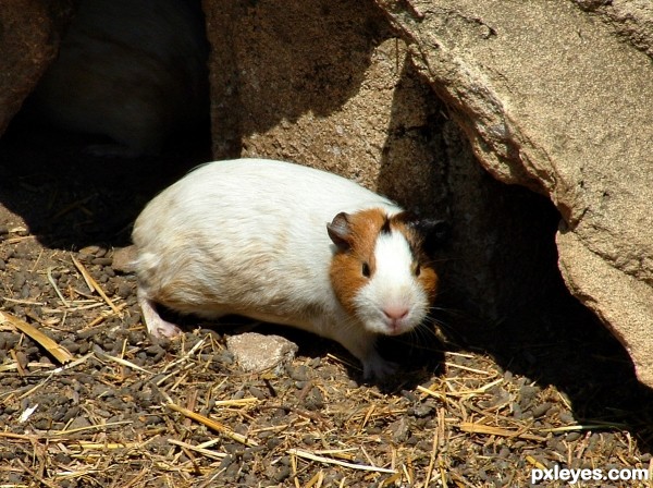 Guinea pig