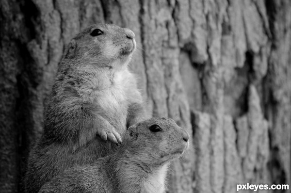 Prairie dogs