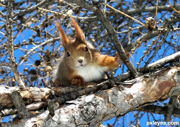 Squirrel photoshop picture)